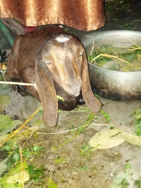 Bakra Bakri for sale 2