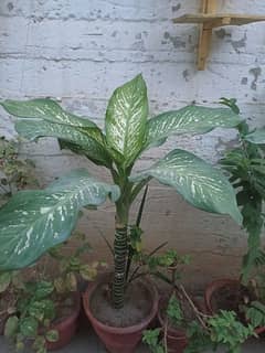 Dumb canes (Dieffenbachia seguine) healthy and young plants