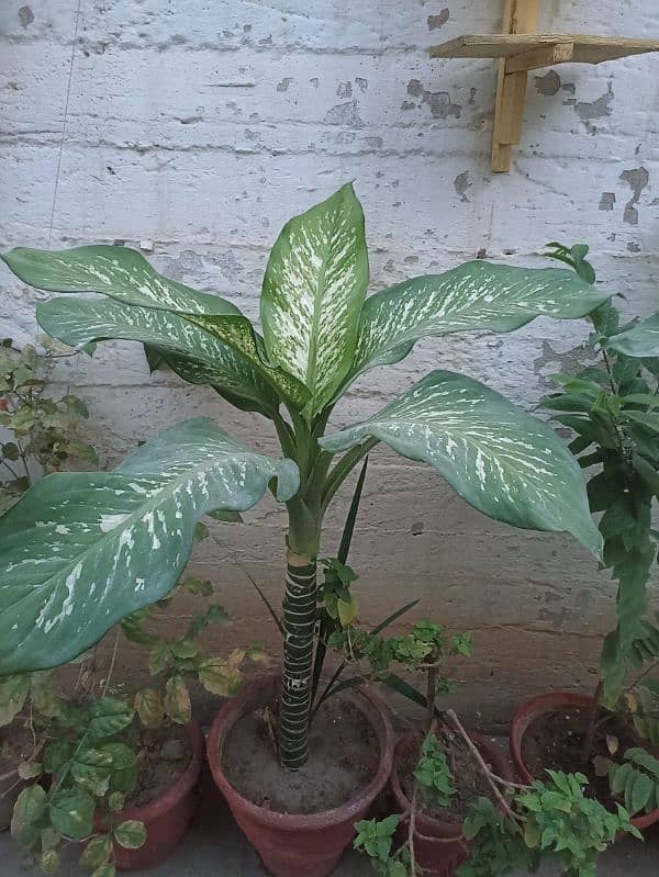 Dumb canes (Dieffenbachia seguine) healthy and young plants 0