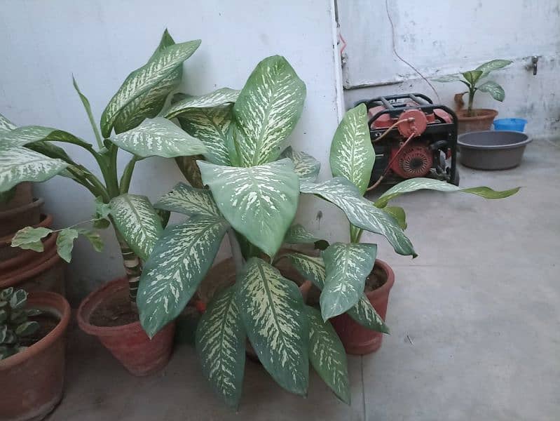 Dumb canes (Dieffenbachia seguine) healthy and young plants 1