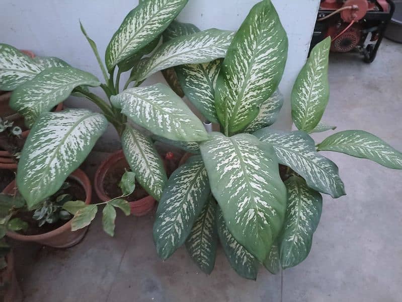 Dumb canes (Dieffenbachia seguine) healthy and young plants 2