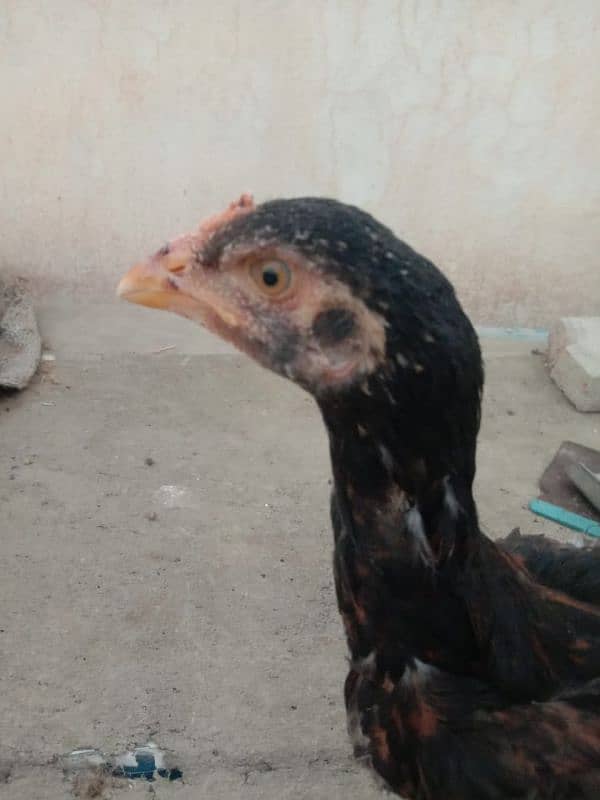 Sindhi aseel chicks 3