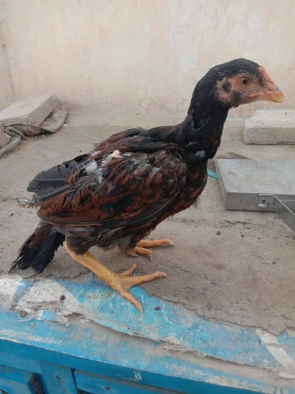 Sindhi aseel chicks 10