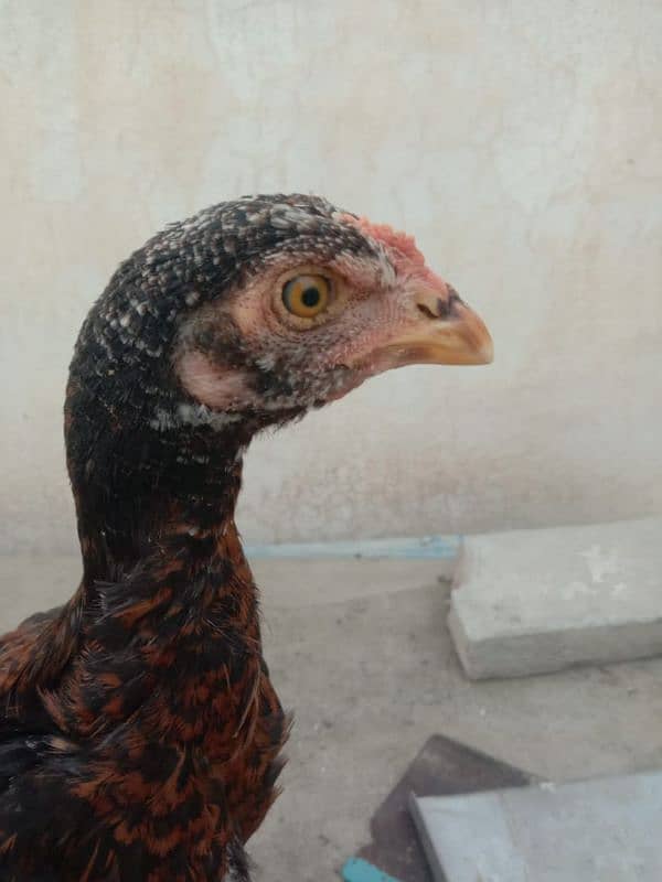 Sindhi aseel chicks 13