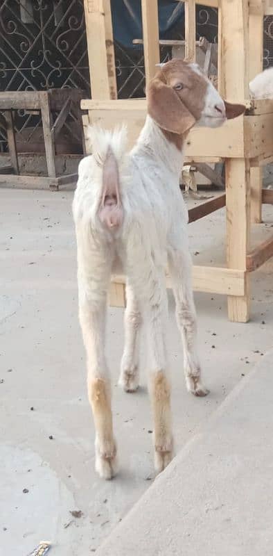 tapri female for sale in Karachi 03308265101 1