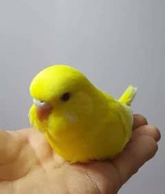 I want to sell pair of Budgie Parrot