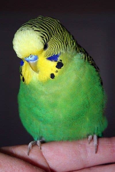 I want to sell pair of Budgie Parrot 1