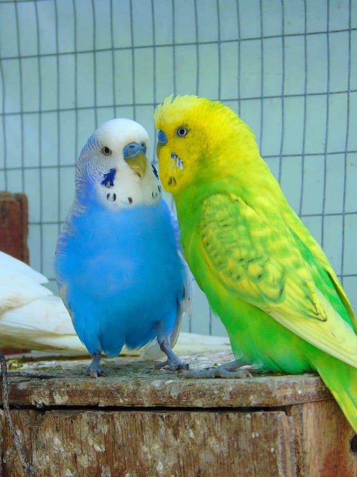 I want to sell pair of Budgie Parrot 2