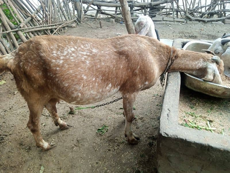 Makhi Cheni Ghaban bakri for sale 0