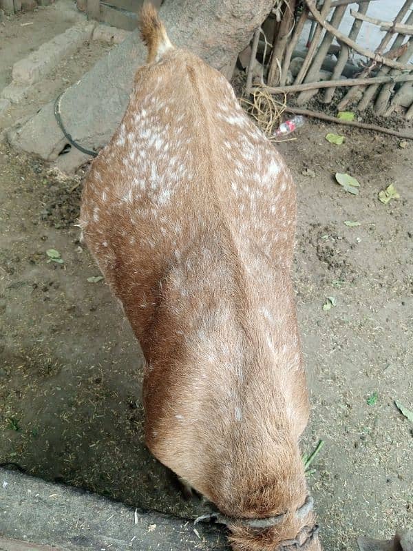 Makhi Cheni Ghaban bakri for sale 1