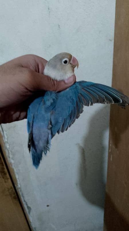 lovebird blue 0