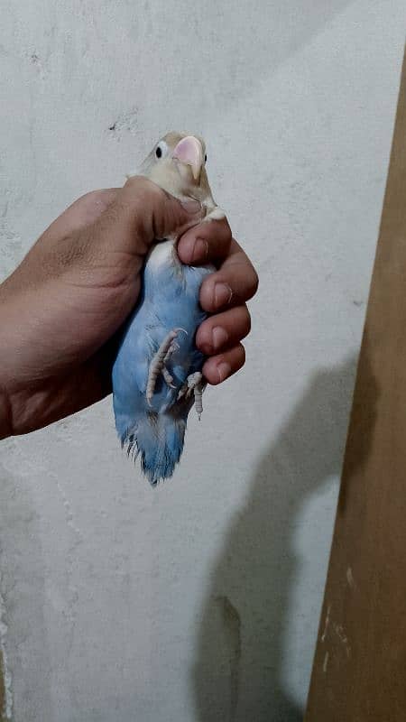 lovebird blue 1