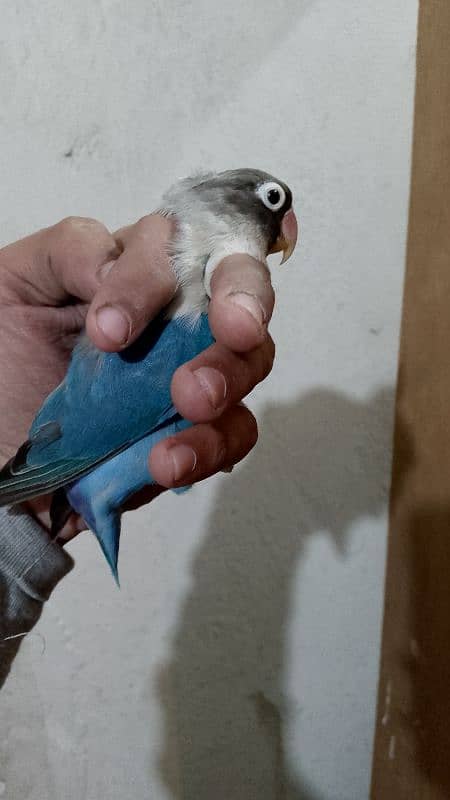 lovebird blue 2