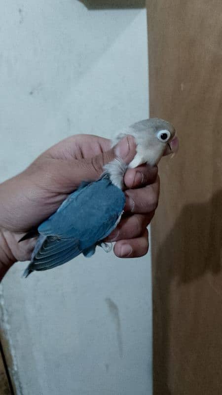 lovebird blue 3