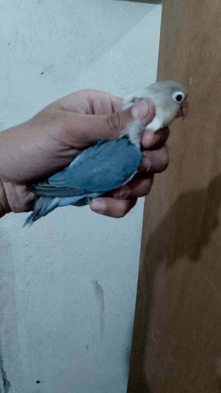 lovebird blue 4