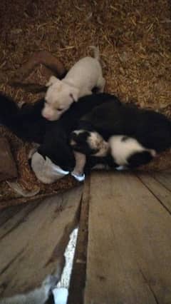 Labrador cross Gultair puppies for sale.