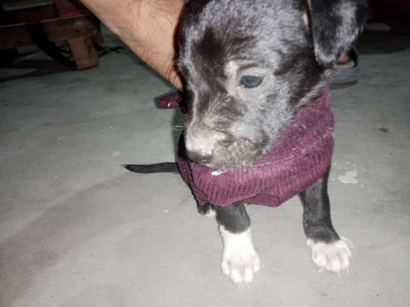 Labrador cross Gultair puppies for sale. 1