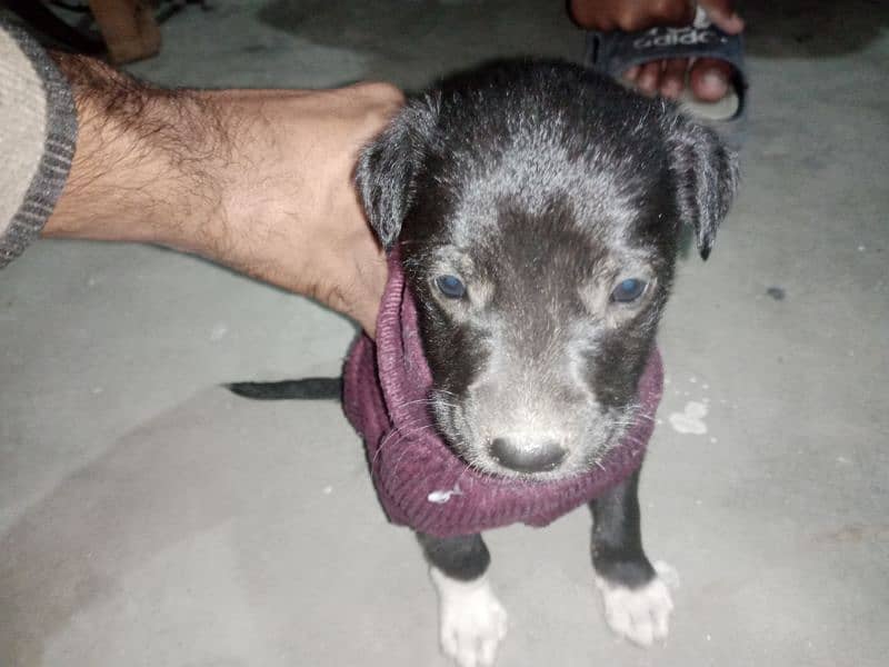 Labrador cross Gultair puppies for sale. 2