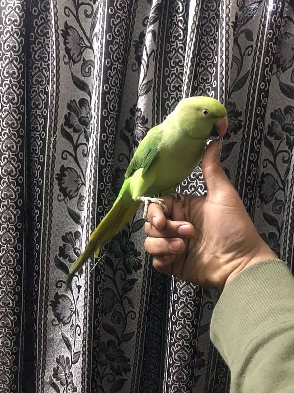 full hand tame female parrot 0