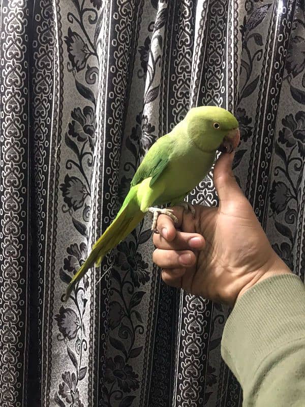 full hand tame female parrot 1