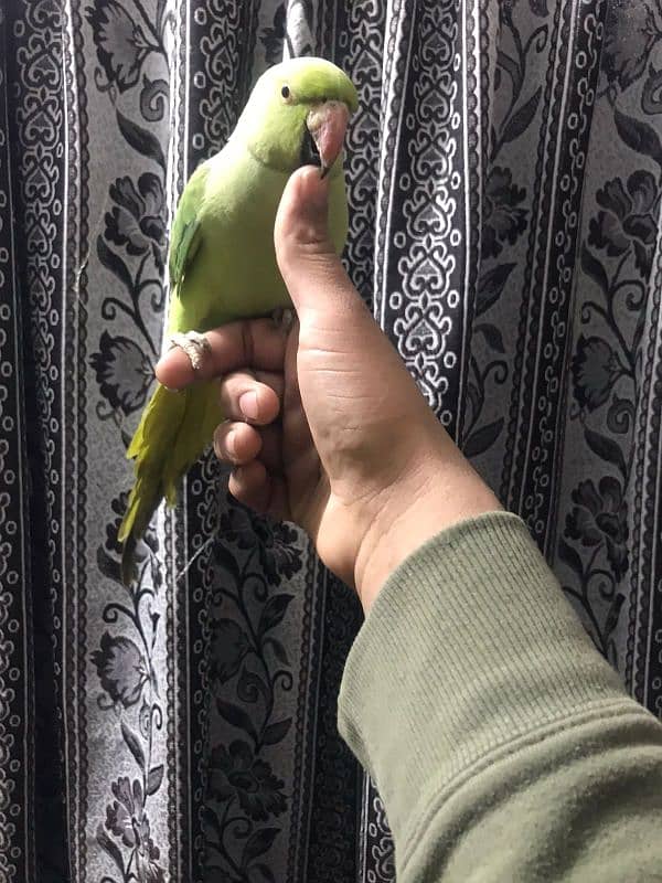 full hand tame female parrot 2