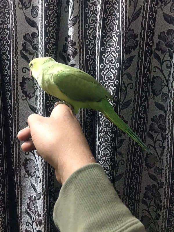 full hand tame female parrot 3