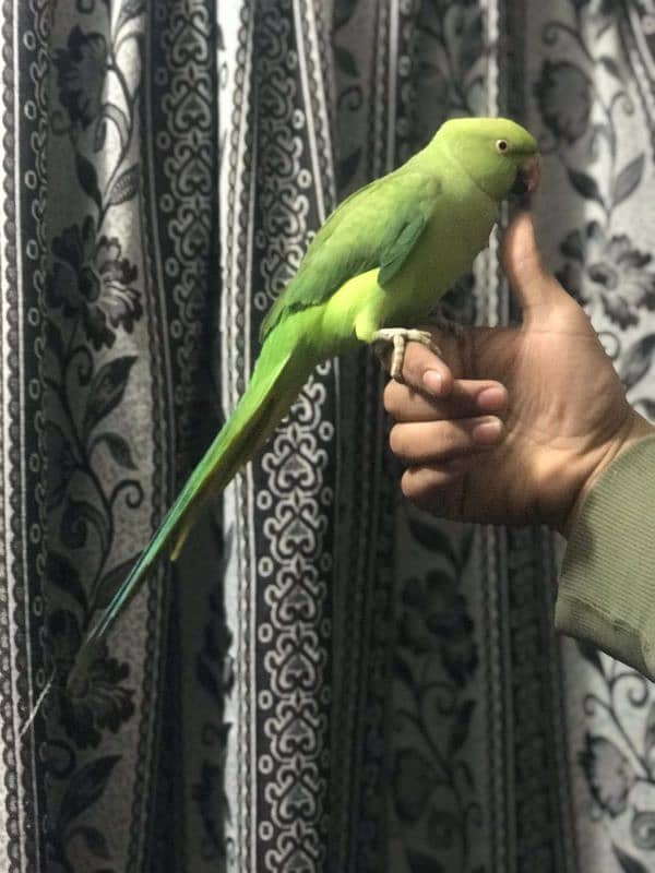 full hand tame female parrot 4