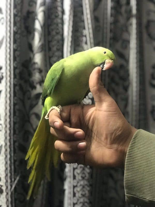 full hand tame female parrot 5