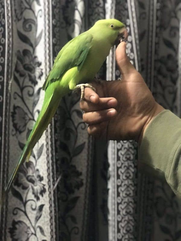 full hand tame female parrot 6