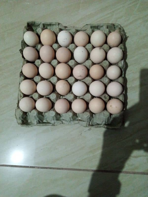 Desi Egg for sale 2