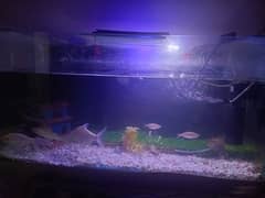 Aquarium 3 feet length & 2 feet height