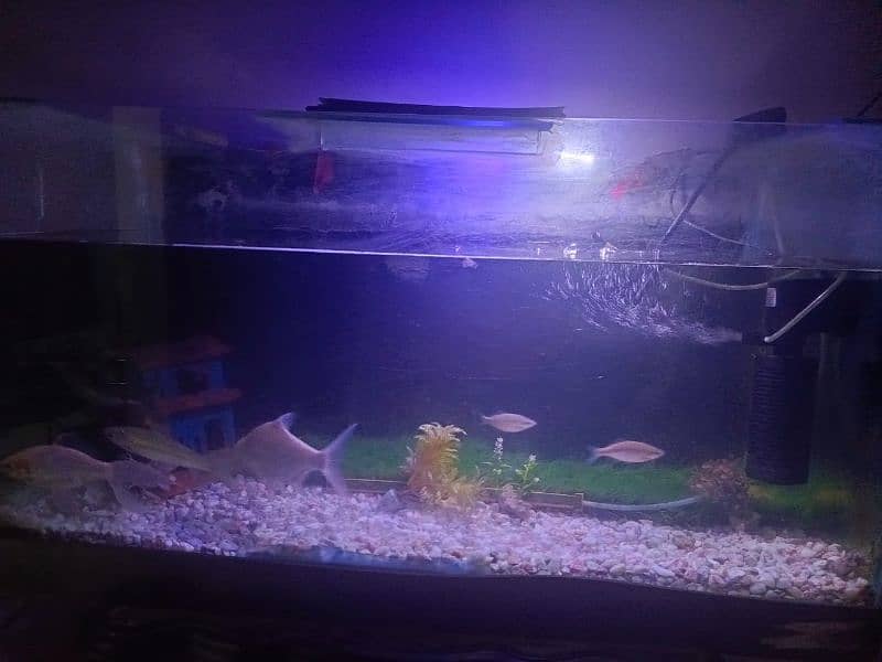 Aquarium 3 feet length & 2 feet height 0