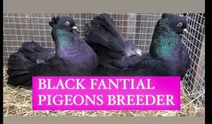 BLACK FANTAIL BREEDER PAIR