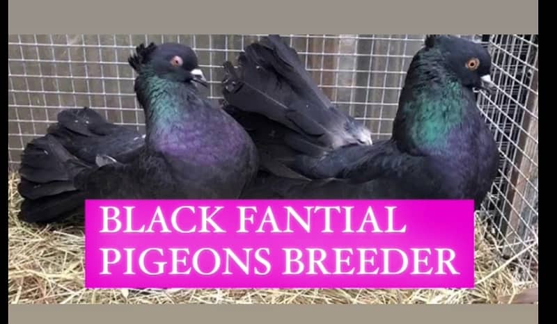 BLACK FANTAIL BREEDER PAIR 0