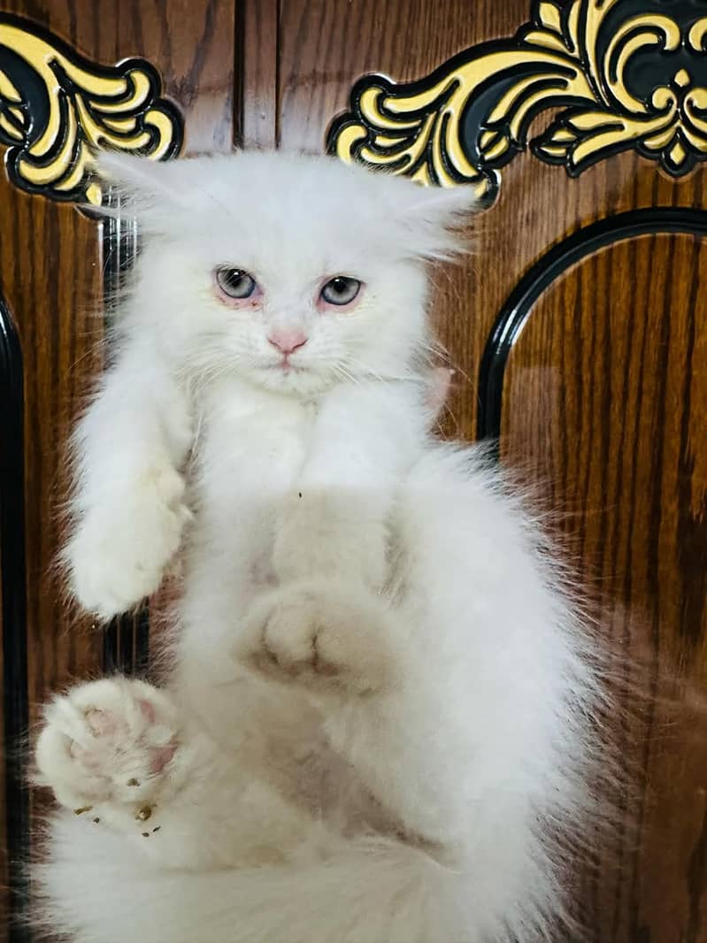 Persian cat vaccination clear for urgent sale 03484580261 0