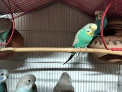 Australian parrots for sale