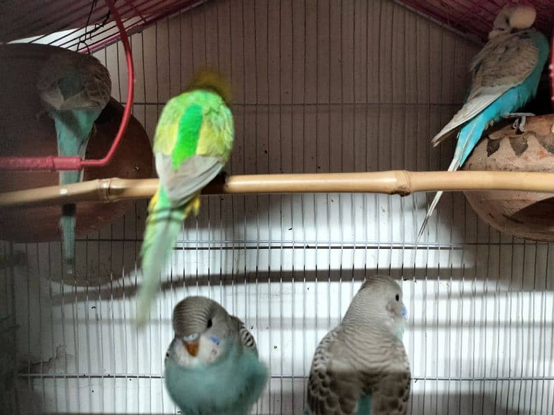 Australian parrots for sale 1