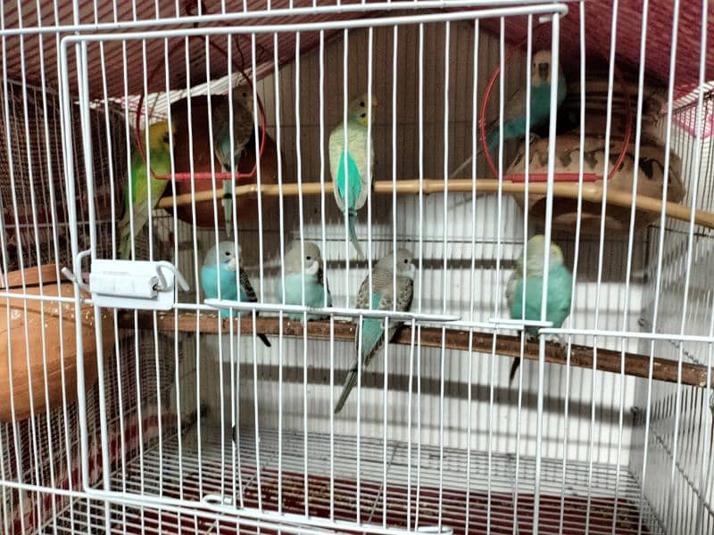 Australian parrots for sale 2