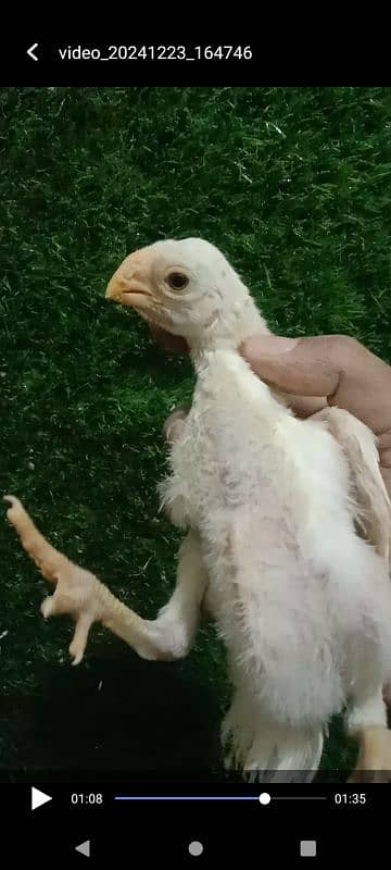 Indian parrotbeak Chicks 1