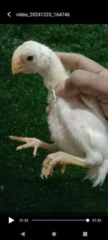 Indian parrotbeak Chicks 5