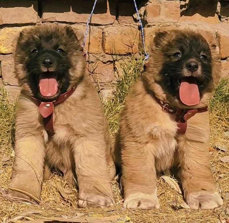 Alabai Dog pair | King Alabai Breed | Alabai Puppies | security dog 0