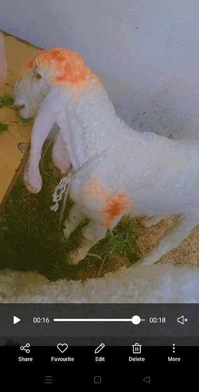 pure larkna dumba male sheep for sale 0