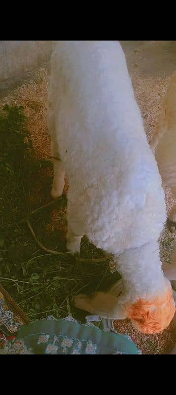 pure larkna dumba male sheep for sale 1