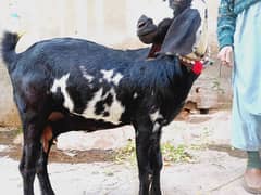 Bakri #Bakri #GabhanBakri