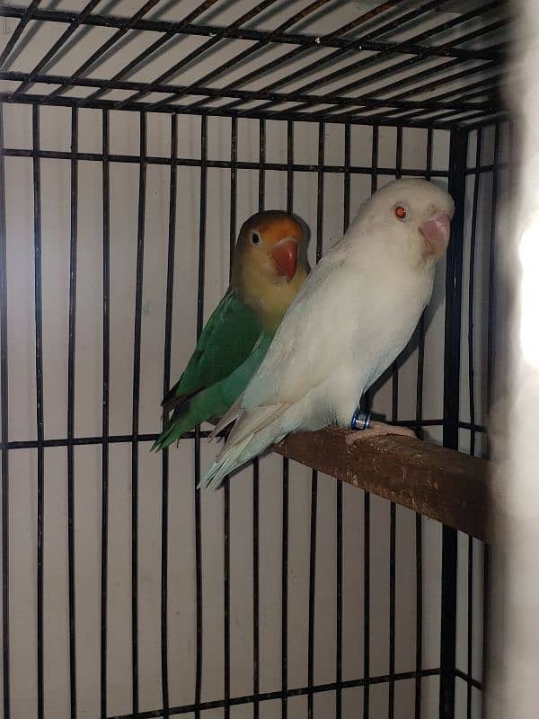 love birds 0