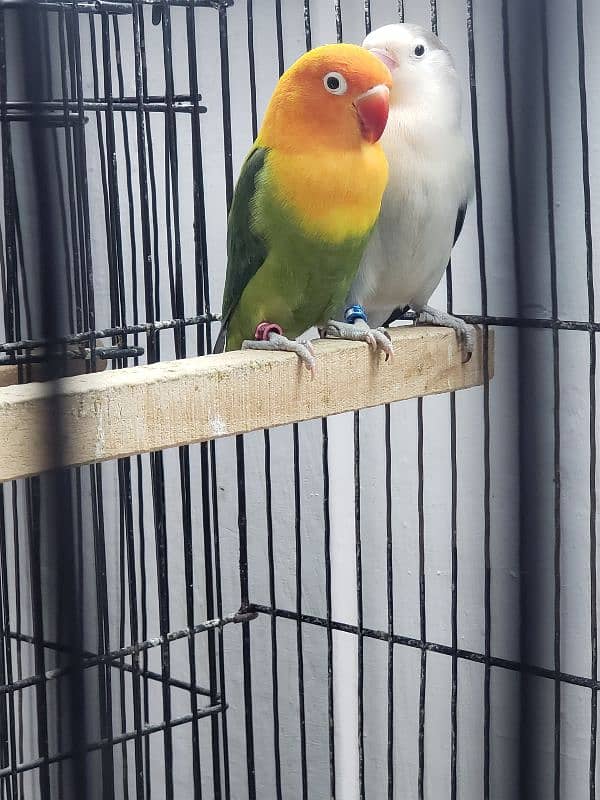 love birds 1