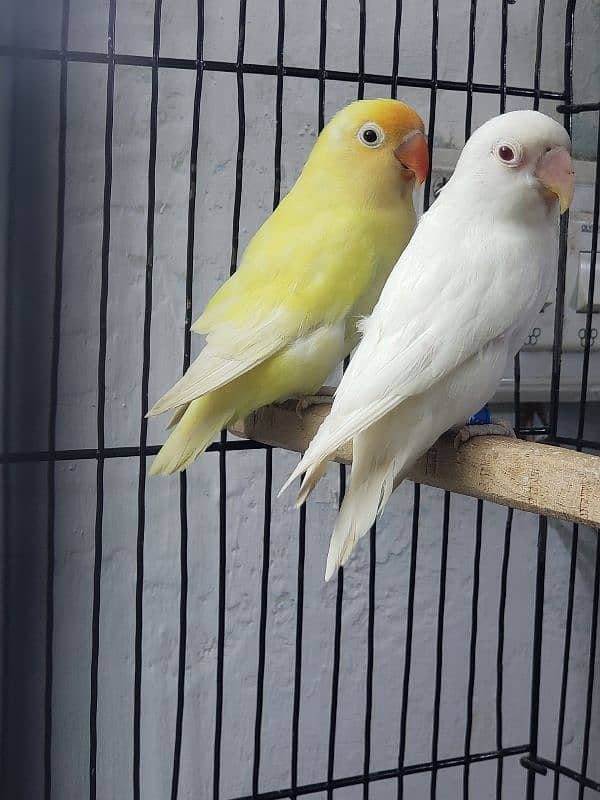 love birds 3