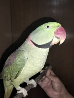 Raw Male green parrot