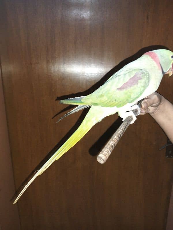 Raw Male green parrot 3