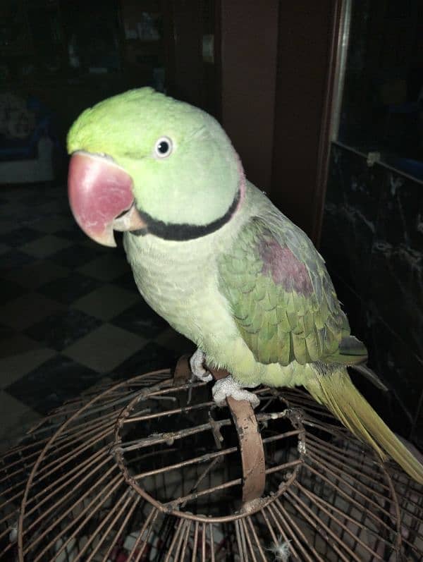 Raw Male green parrot 4